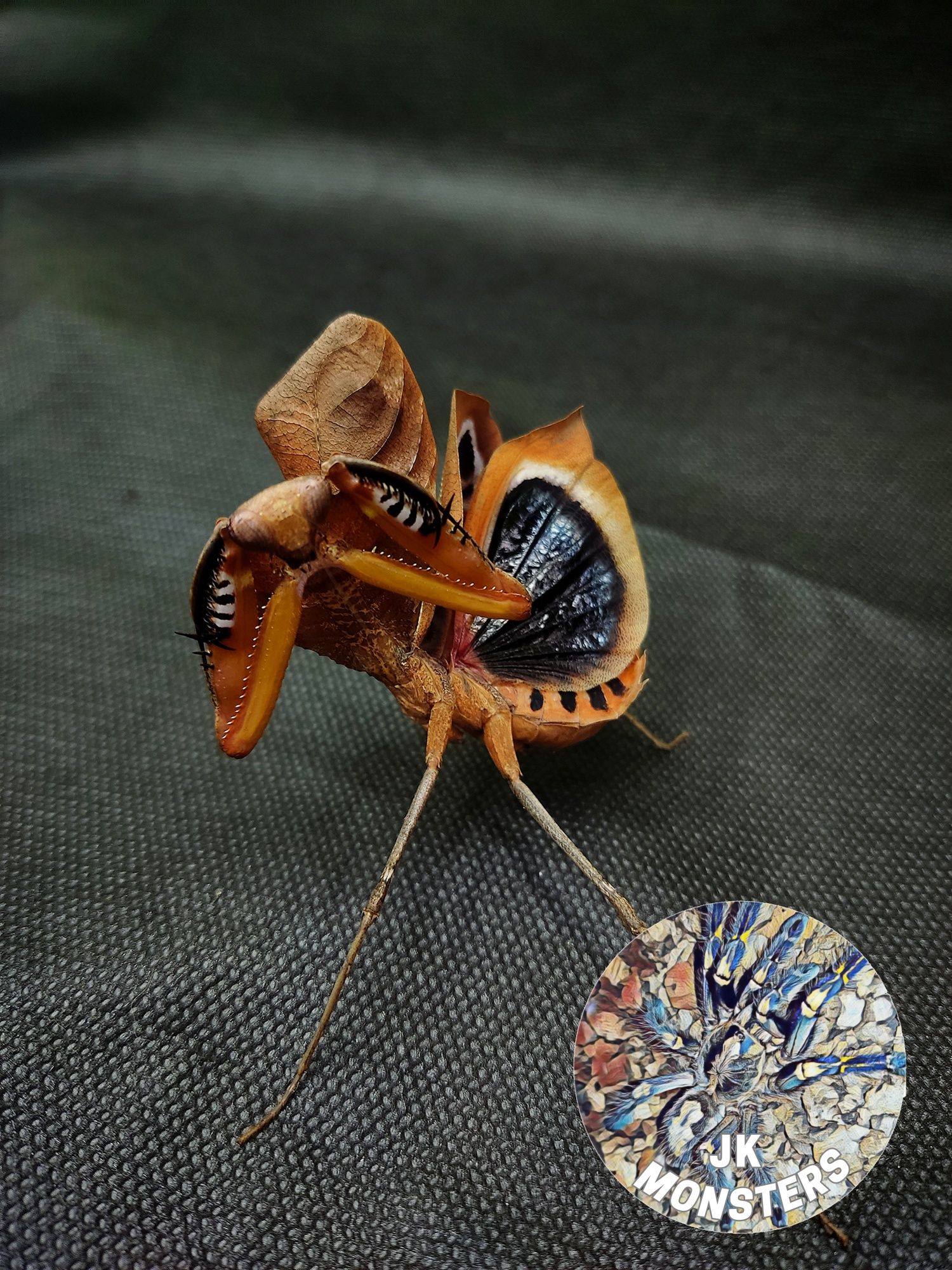 Modliszka Deroplatys desiccata samica