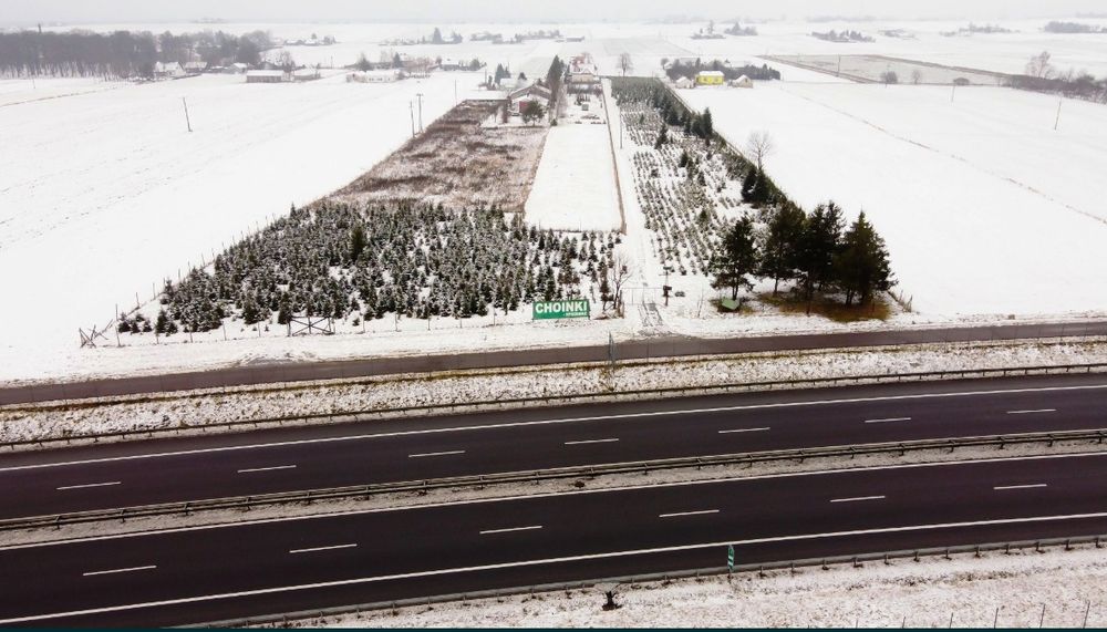 Jodła kaukaska import 150-200cm oraz 200-250cm palety