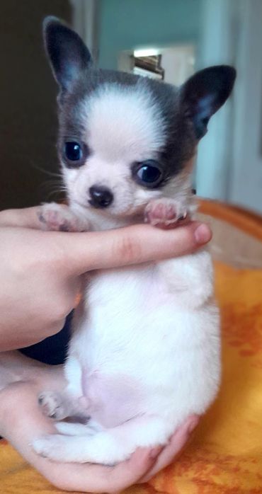 Chłopiec rasy chihuahua w kolorze niebiesko-białym.