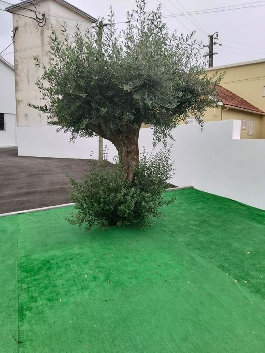 Oliveiras para jardins