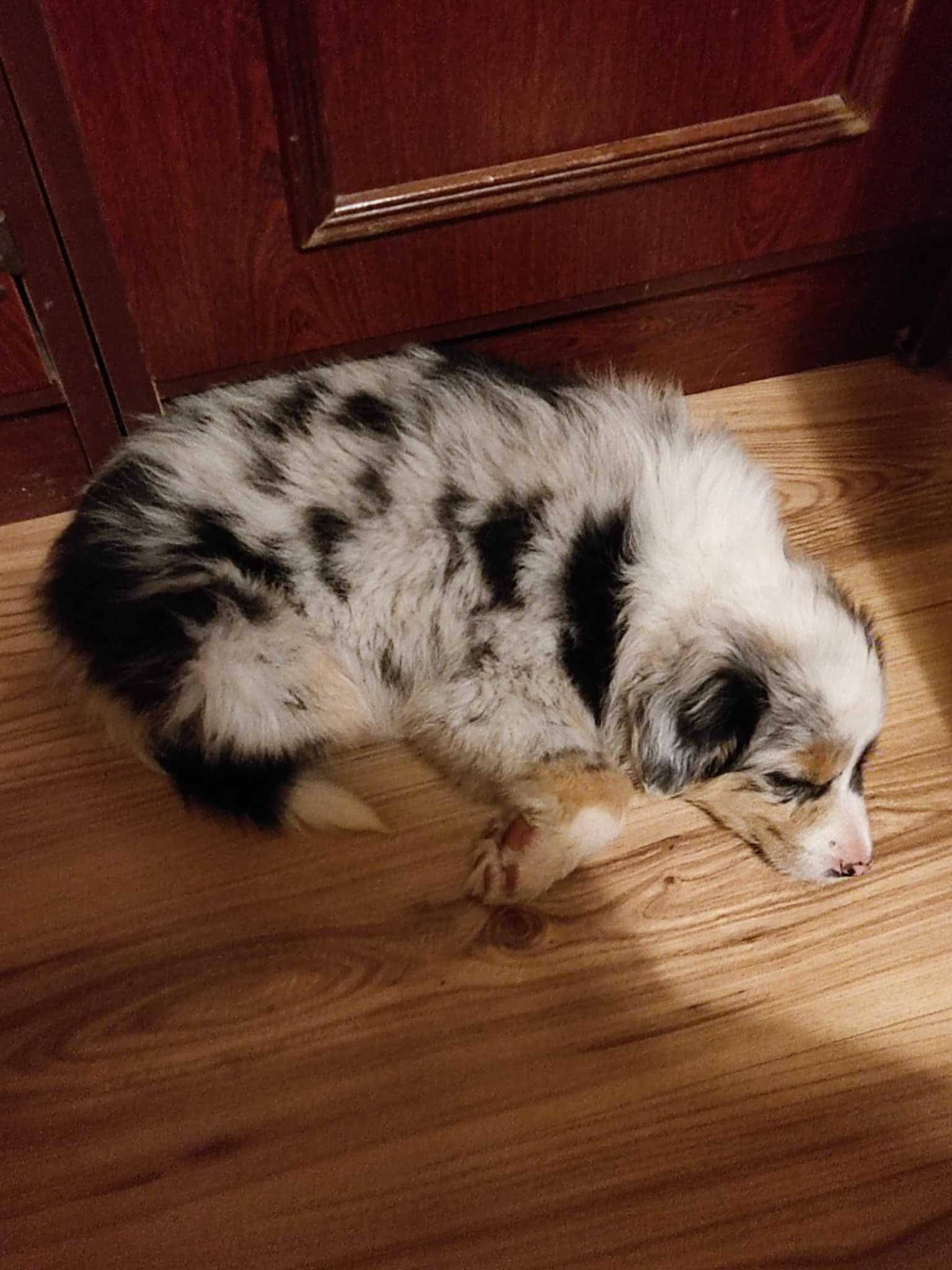 Szczenięta Border Colie blue merle różnookie niebieskie oczko