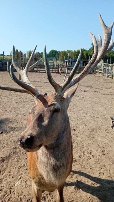 Jeleń samiec 4 letni