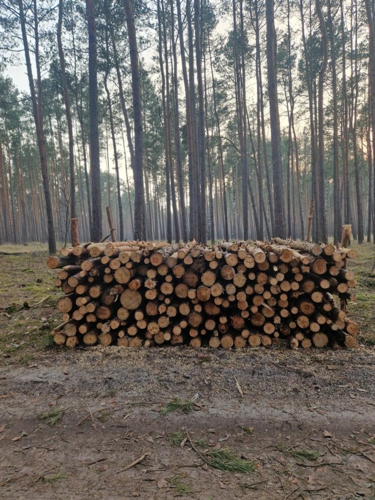 Drewno sosna 95zł za metr