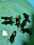 Kinguio oranda panda 8/9cm