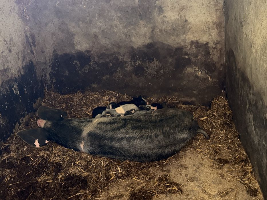 Vendo leitoes ate sabado 29-11