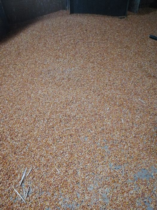 Урожай  этого года Продам шикарный Овес, пшеницу, сою, кукурузу, семеч