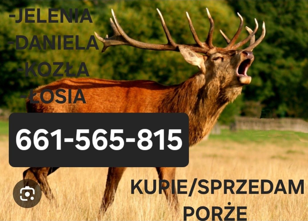 poroże jelenia daniela kozla łosia