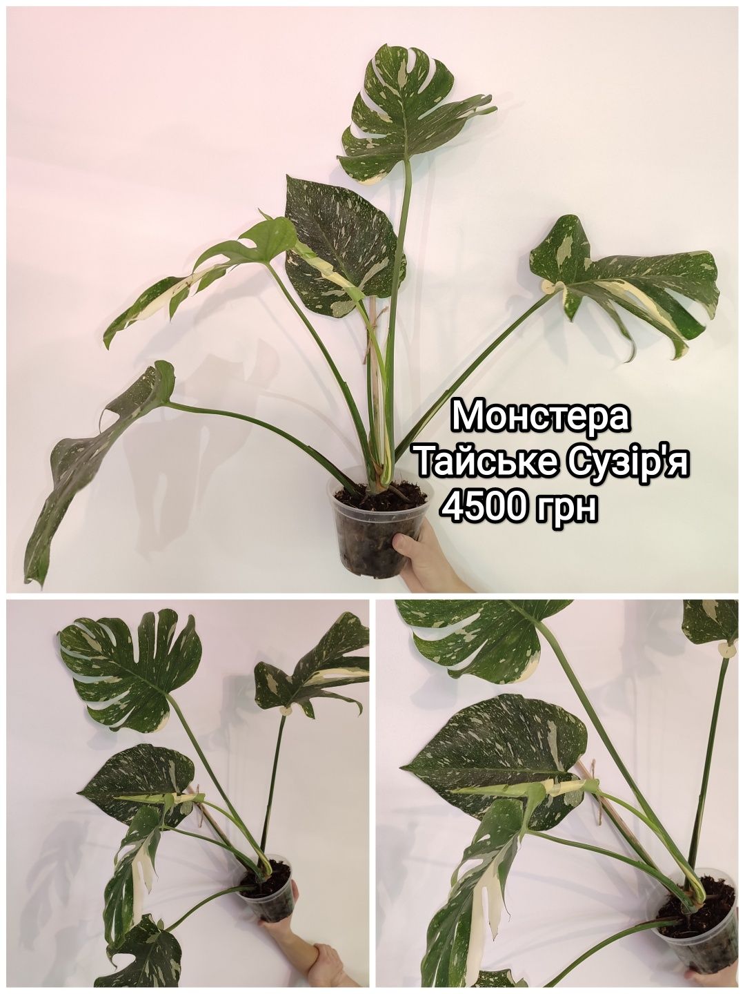 Монстера Тайське Сузір'я Monstera Thai Constellation