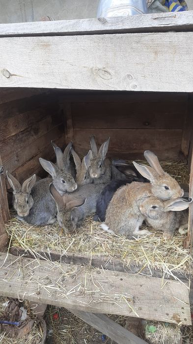 Продам тушки кролів