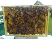 Odkłady pszczele, czerw, pszczoły, ramki Wielkopolskie