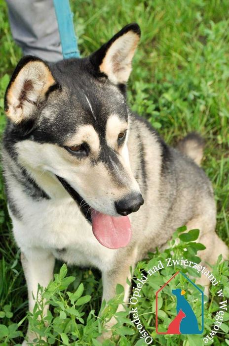 Piesek Axel szuka domu!