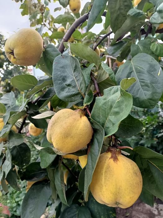 Pigwa z domowego ogrodu