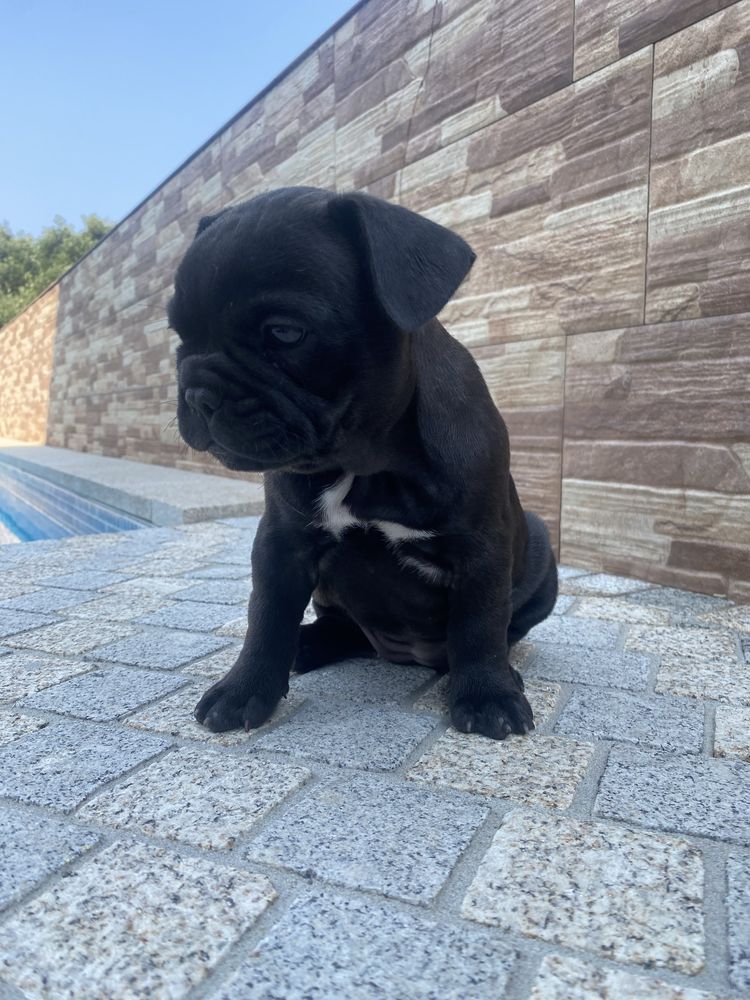 Bulldogue frances