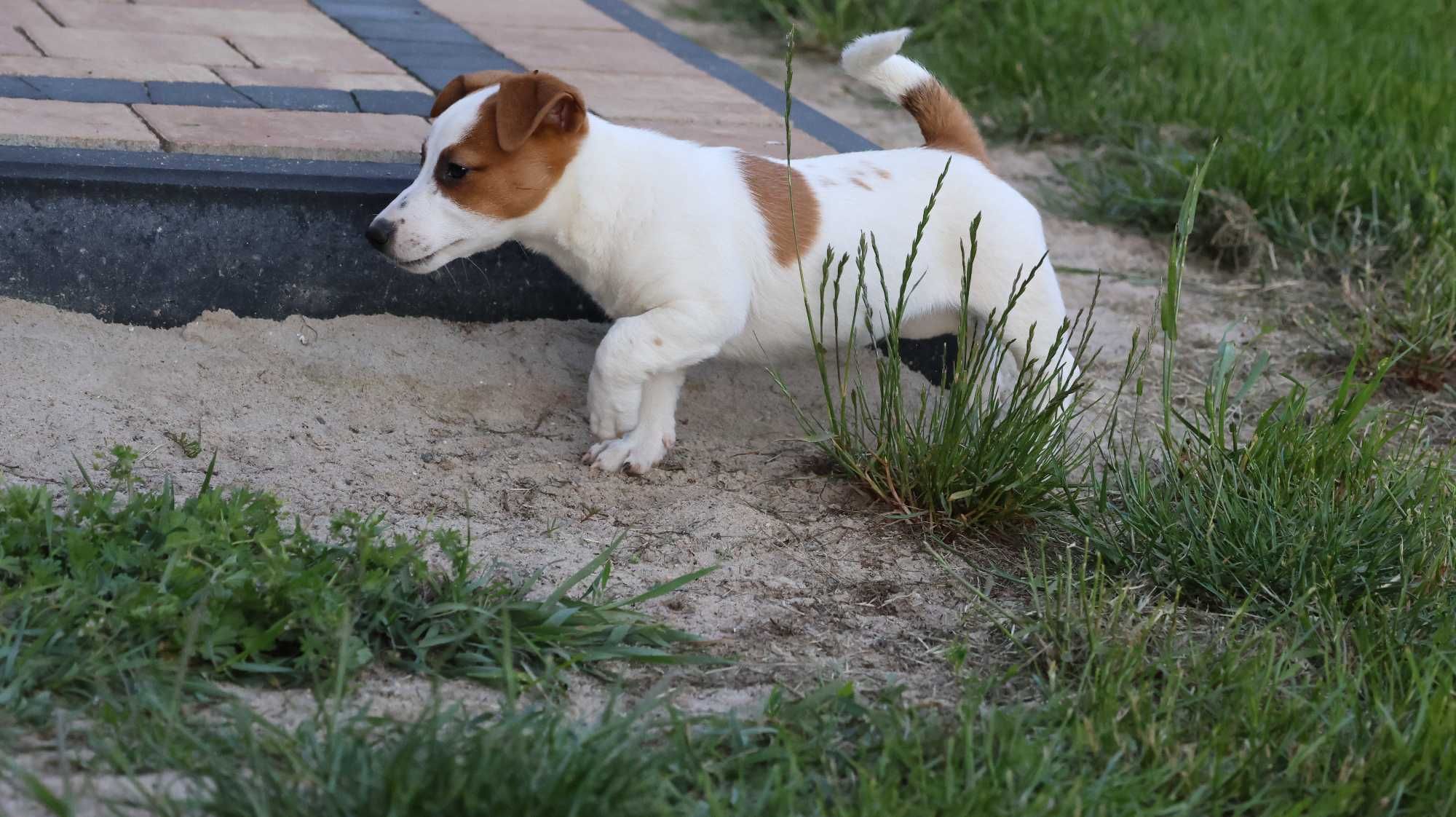 Suczka Jack Russell Terrier z hodowli "BREFIO "-bad.genetyczne