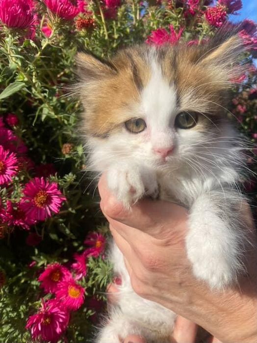 Терміново!!!Кошенятка шукають люблячу родину!!