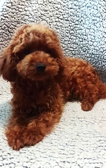 Той пудель. В'язка