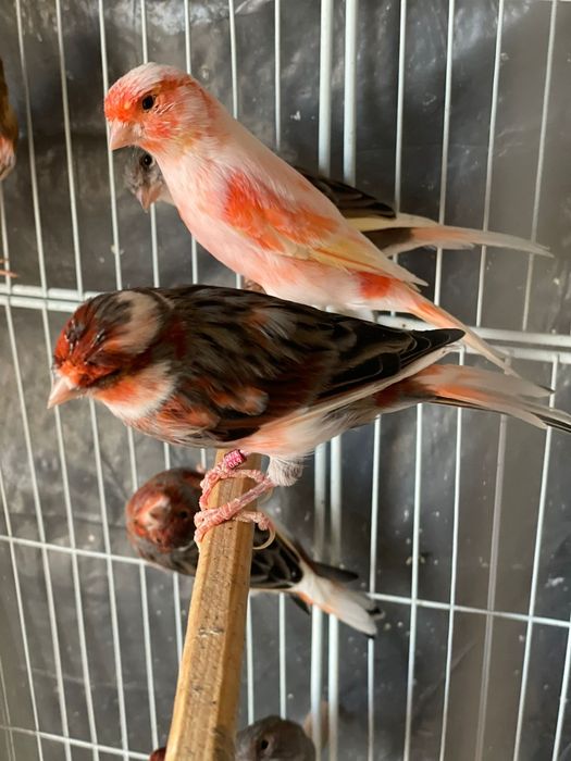 Canarios arlequim  portugues