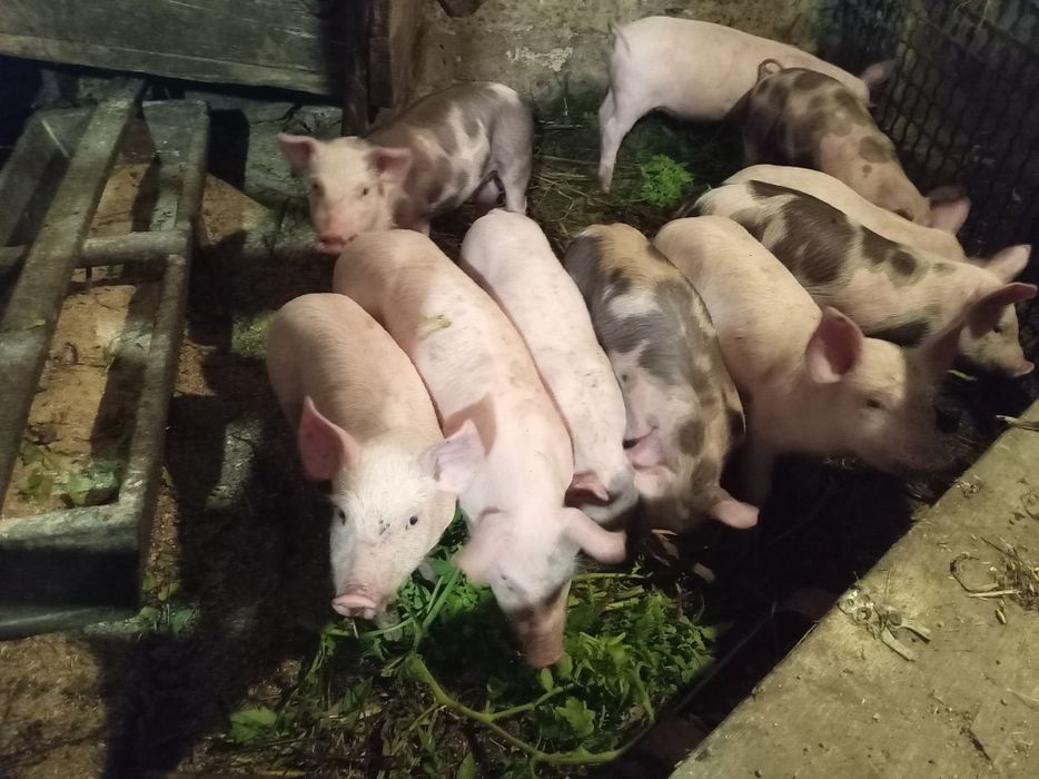 Поросята м'ясного напрямку