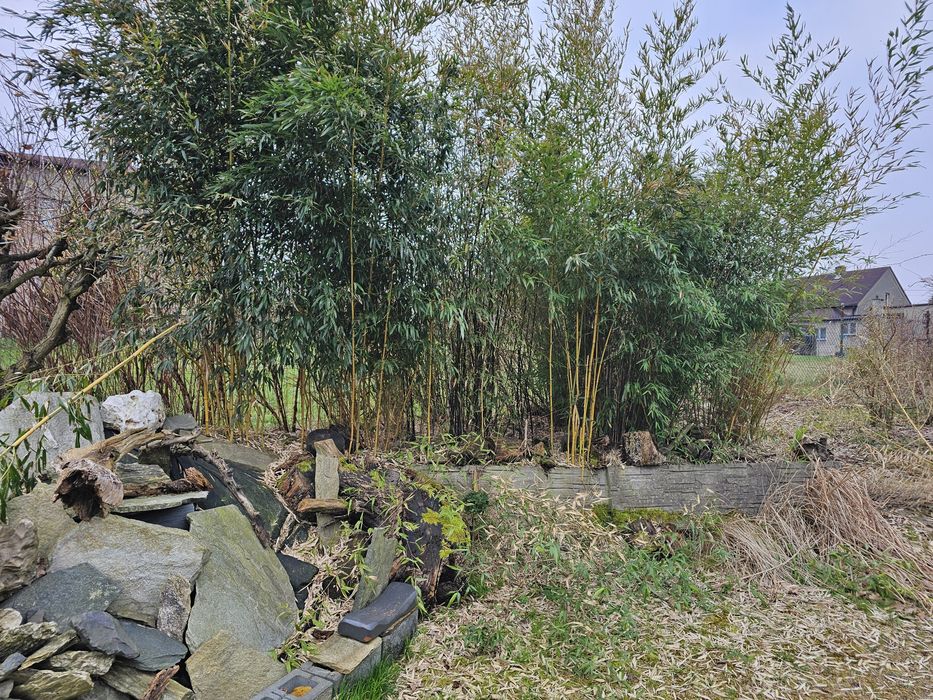 babusy prosto z gruntu lub zamienie na inne egzotyki lub ciekawe rośli