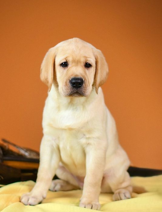 Щенки  лабрадора ретривера!