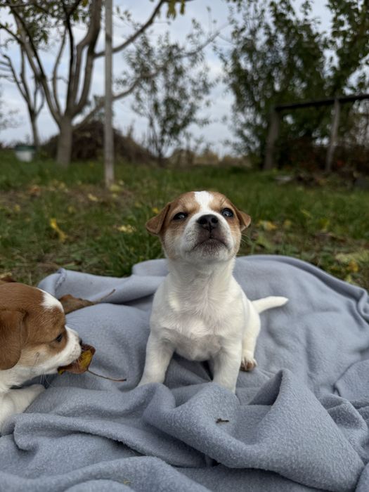 Джек Рассел Тер’єр