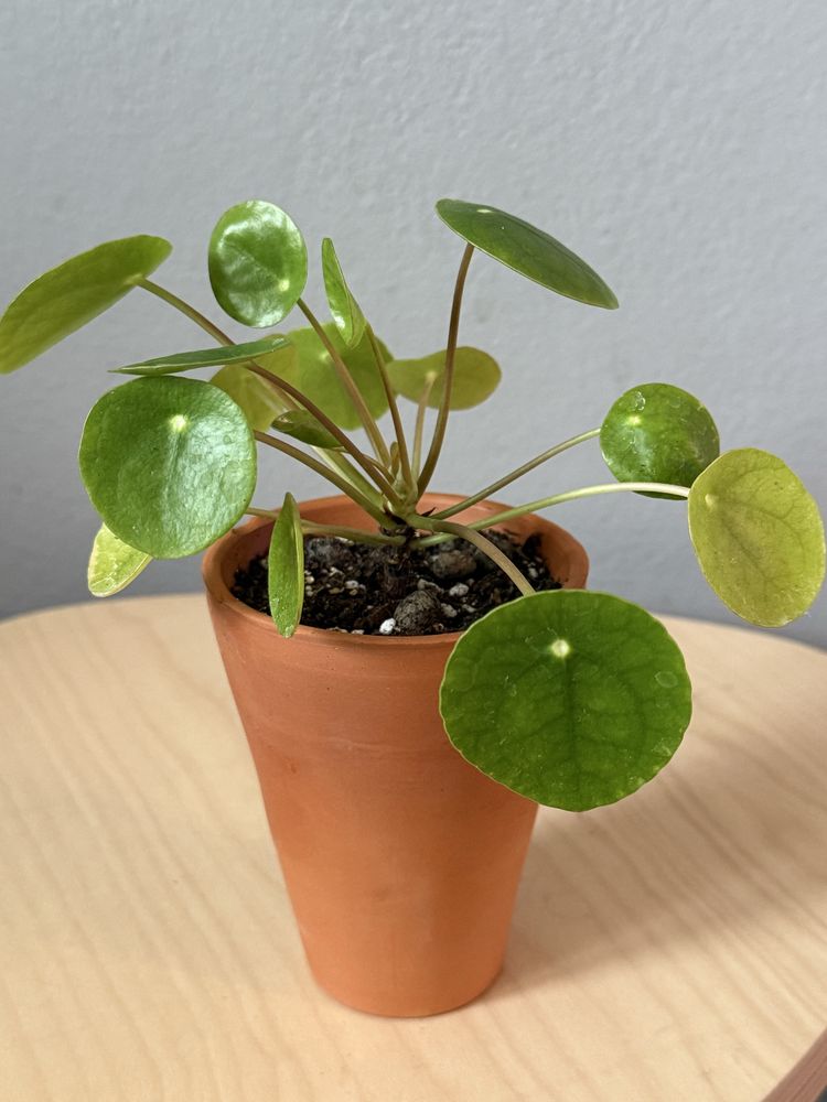 Pilea peperomioides - pieniazek w glinianej doniczce