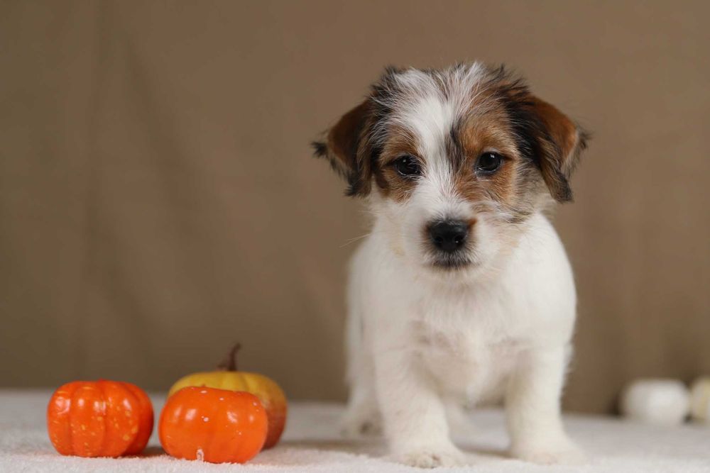 piesek Jack Russell terrier ZKWP/FCI szorstkowłosy