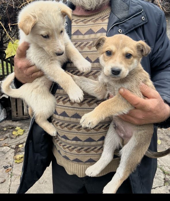 Хлопчики в добрі руки