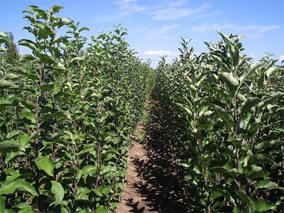 Саженцы плодовых Груши Яблони Черешни Персик,Колоновидные, Розы, є все