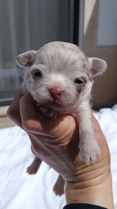 Chihuahua, macho de pêlo comprido arlequim Isabella
