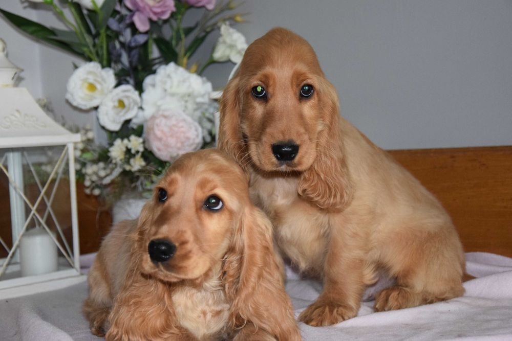 Cocker Spaniel - szczenię