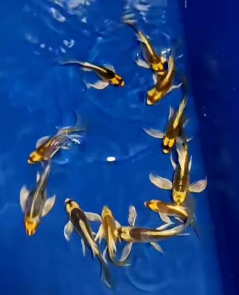 Karpie koi long fin