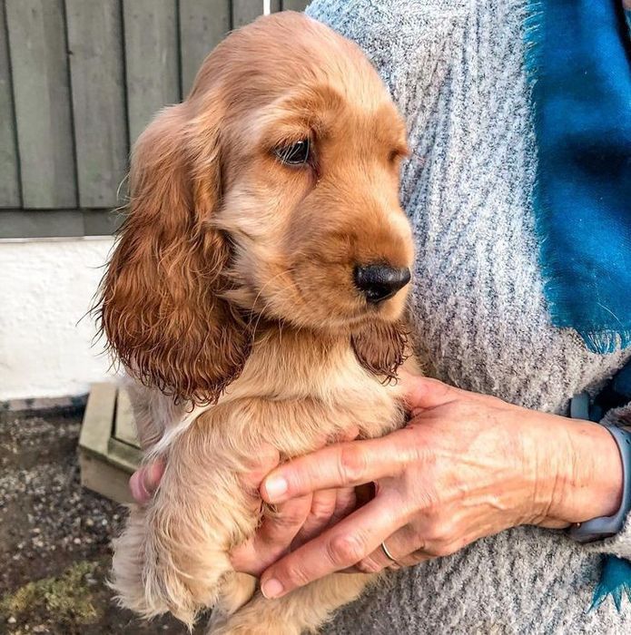 Рудий хлопчик англійського кокер спанієля – 15 000 грн!