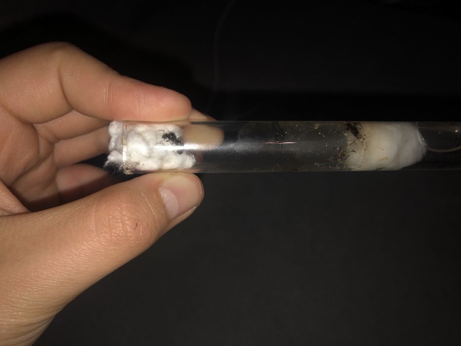 Królowa lasius flavus