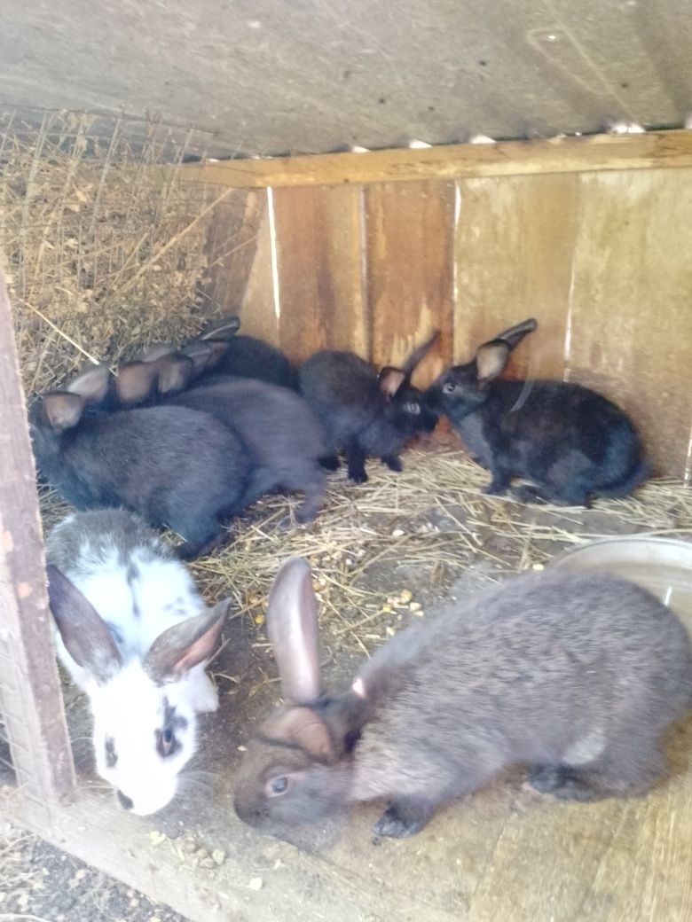 Продам кролів мм