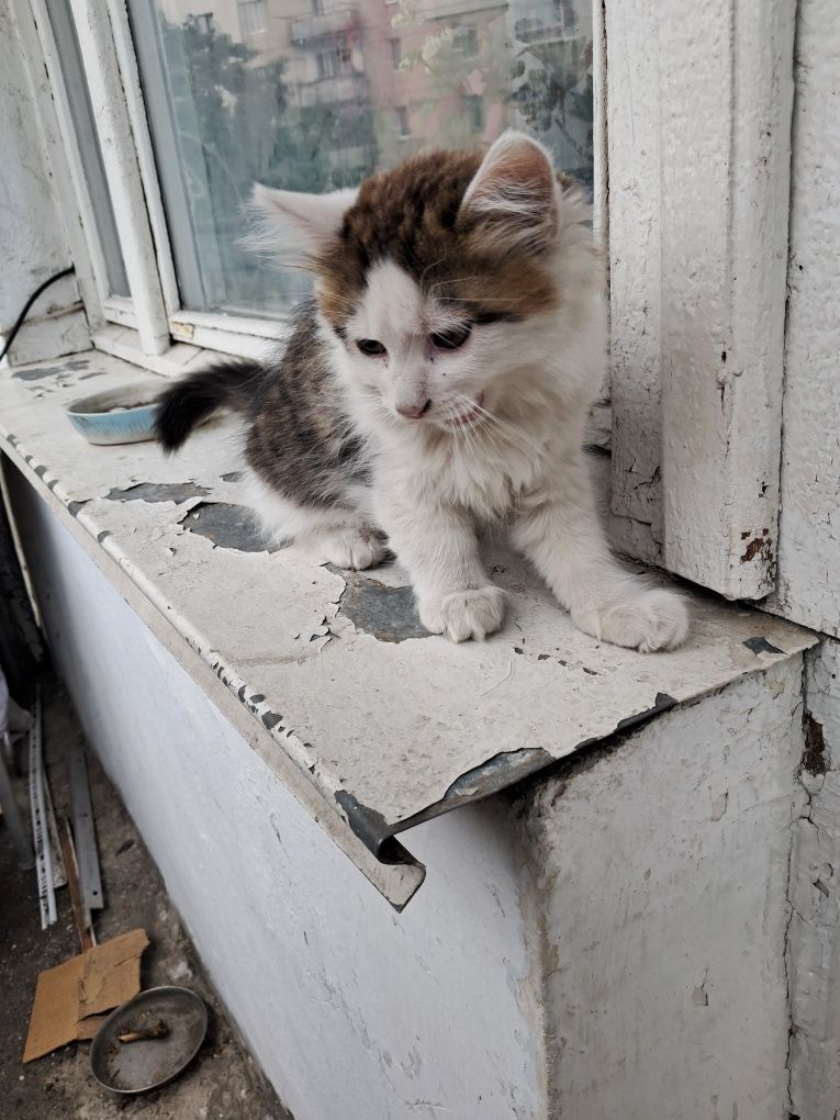 Віддам кошенят у добрі руки. Віддам кицю надовго з подальшим поверненн