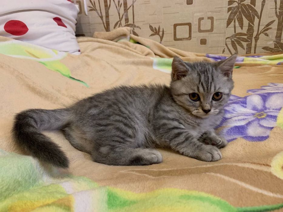 Шотландские котята