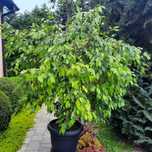 Ficus benjamin roślina doniczkowa
