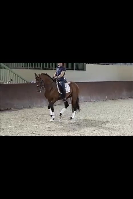 Cavalo PSA 9 anos