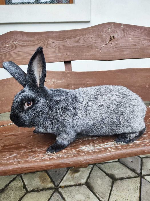 Продаються кролі