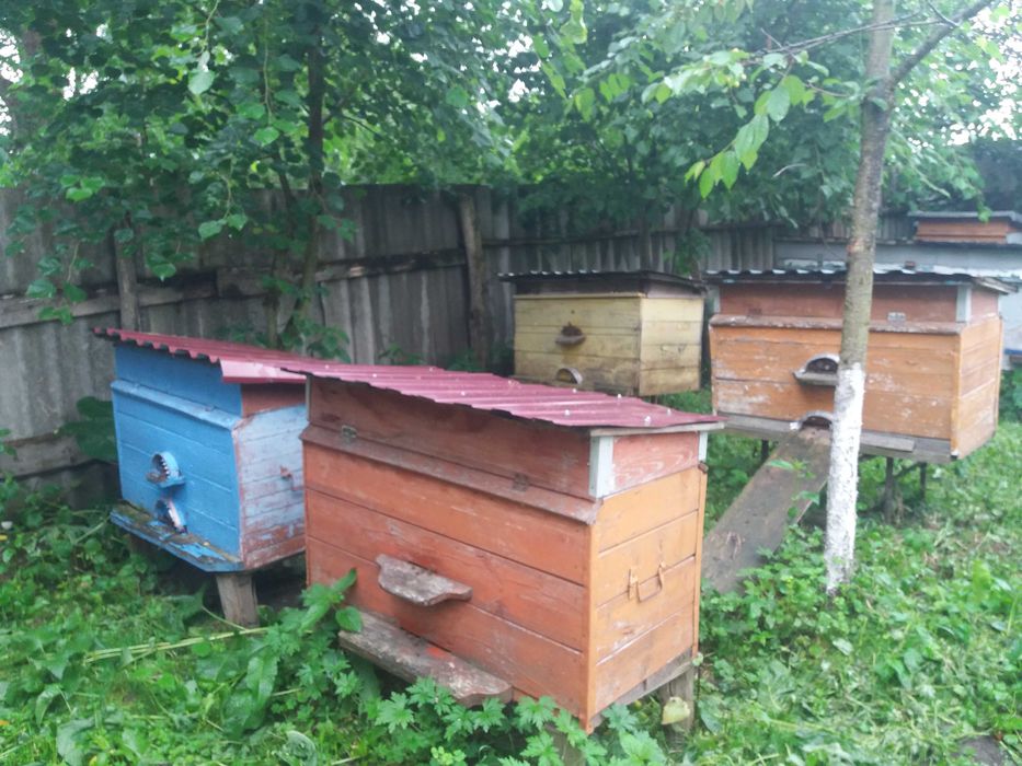 Продам вулики з бджільми українські