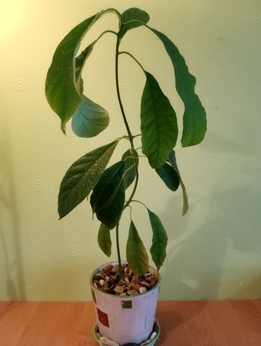 Лимоное дерево продам