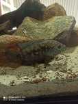 Jack Dempsey adulto