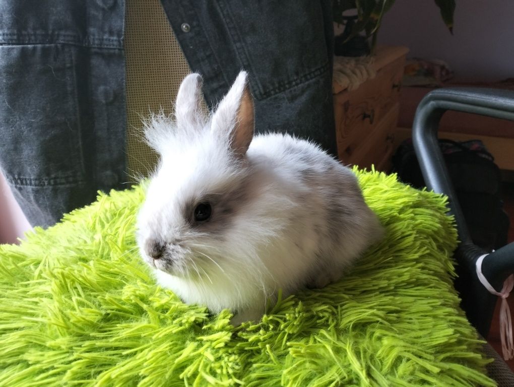 Króliczki miniaturki