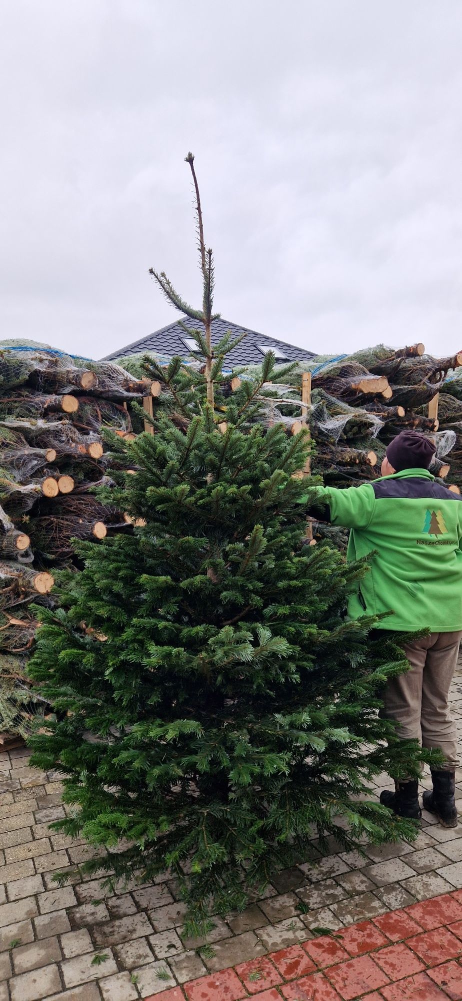 Jodla kaukaska 200-270cm 55 zl producent choinki