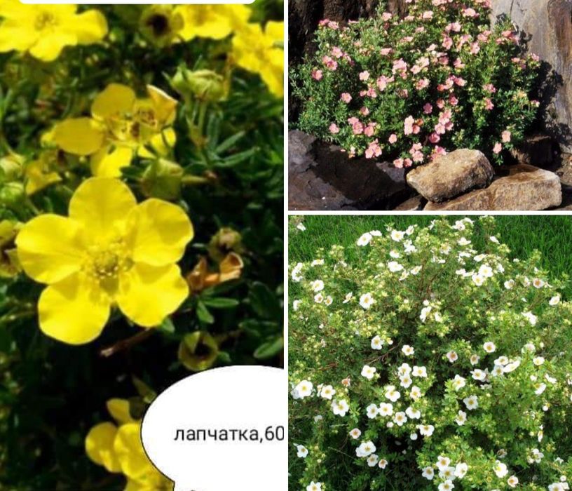 Лапчатка трьох сортів