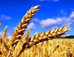 Продам пшеницю фуражну.