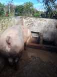 Porca pietran com 16 meses