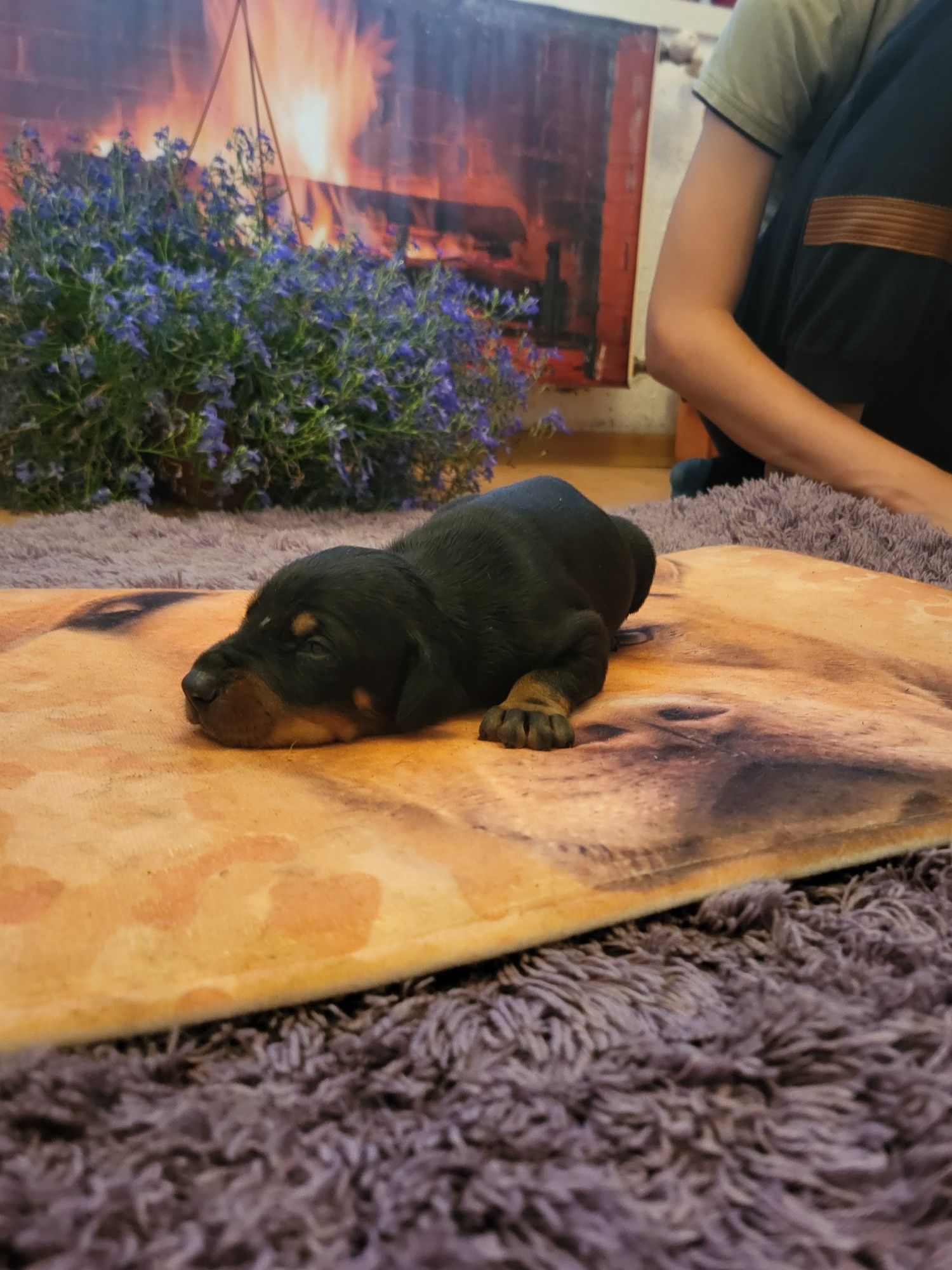 Doberman  szczeniak chłopczyk