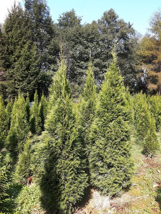 Tuja thuja tuje Szmaragd 150-170 cm promocja jesienna